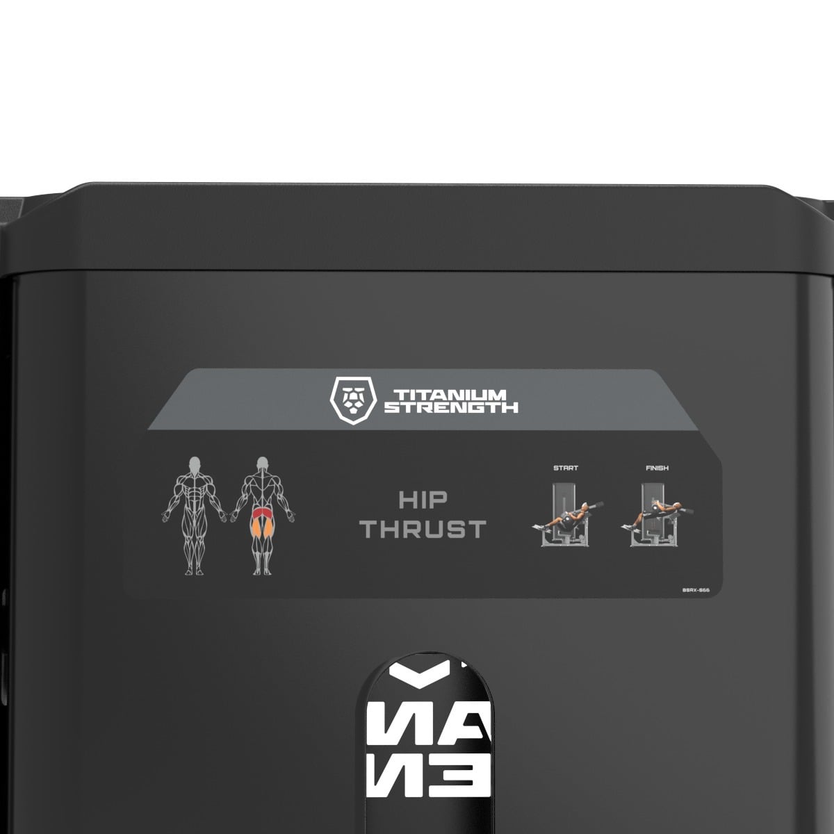 Hip Thrust
